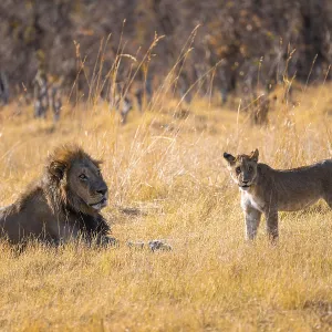 Lion cub and maned lion, lion (Panthera Leo) lying in grass