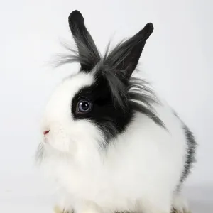 Lion-maned dwarf rabbit, black and white Lion-maned dwarf rabbit, black and white