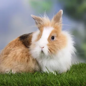 Lion-maned dwarf rabbit, lion-headed rabbit