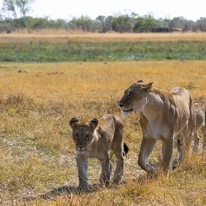 Lioness and young animals, lion (Panthera Leo) lying in grass