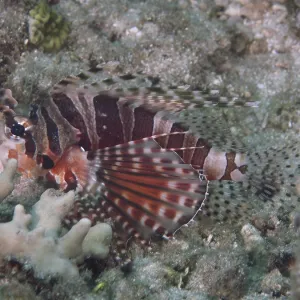 Lionfish with Striped Fins, Zebra Dwarf Lionfish Print Lionfish with Striped Fins, Zebra Dwarf Lionfish Print