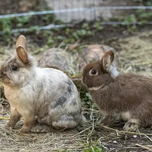 Lionhead rabbits and dwarf rabbits in garden enclosure