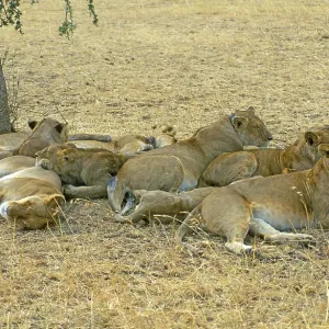 Lions (Panthera leo), Serengeti