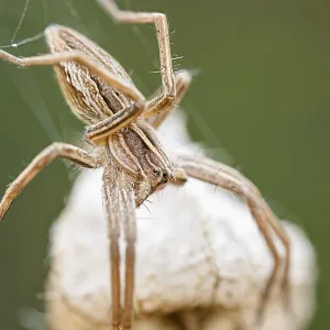 List spider, Pisaura mirabilis