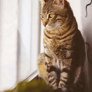 Little Bengal cat sitting on a windowsill