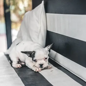 Little cute French bulldog with branch in its mouth on a garden chair Little cute French bulldog with branch in its mouth on a garden chair