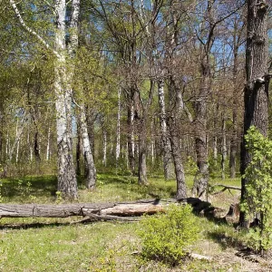Little forest glade with lying tree trunk on a sunny spring day