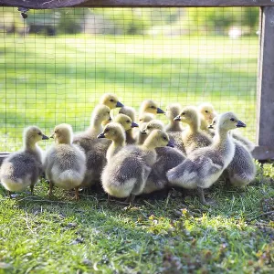 The little geese crowded into the cages The little geese crowded into the cages