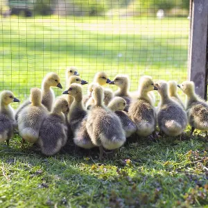 The little geese crowded into the cages The little geese crowded into the cages