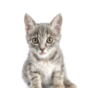 Little gray kitten isolated on white background