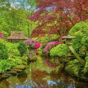 Little Japanese garden after rain Little Japanese garden after rain