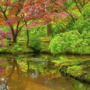 Little Japanese garden after rain
