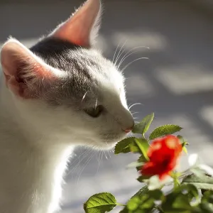 Little kitten sniffing flower in the garden