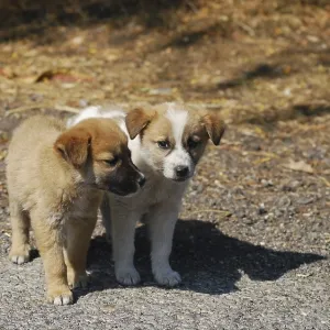 Two little lovely mongrel dogs on a road