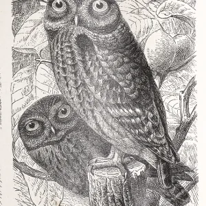 Little owl (Athene noctua), two little owls Little owl (Athene noctua), two little owls
