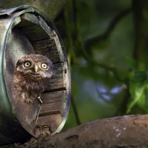 Little owl (Athene noctua), young bird