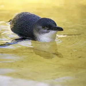Little Penguin (Eudyptula minor)
