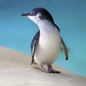 Little penguin (Eudyptula minor)