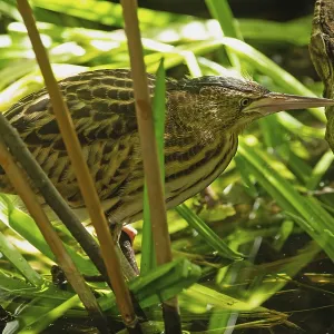Little red bittern looking right on reed stalks