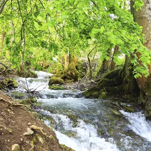 Río animado a través de una densa y verde selva con agua clara. Río animado a través de una densa y verde selva con agua clara.