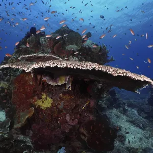 Lively underwater reef with table coral (Acropora hyacinthus) and colourful fish against a blue background Lively underwater reef with table coral (Acropora hyacinthus) and colourful fish against a blue background