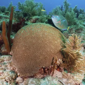 A lively underwater scene with a prominent Brain coral (Diploria labyrinthiformis) A lively underwater scene with a prominent Brain coral (Diploria labyrinthiformis)