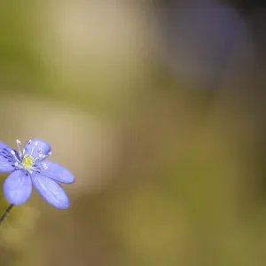 Liverwort (Hepatica nobilis) on forest soil Liverwort (Hepatica nobilis) on forest soil