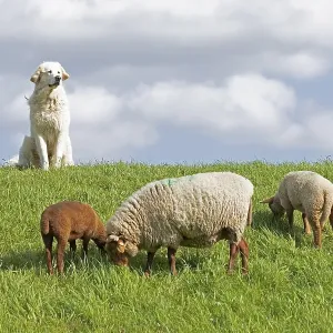 Livestock guarding dog guarding sheep Livestock guarding dog guarding sheep