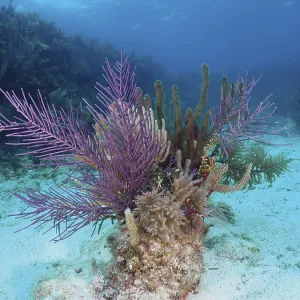 Living corals in different colours