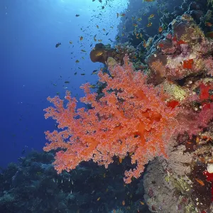Living red coral, Hemprich's Tree Coral (Dendronephthya hemprichi)