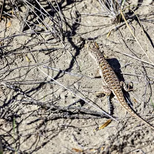 A lizard basks on dry sand among grasses and branches