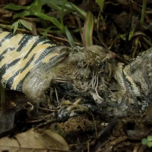 Lizard Died, Nature, Serra do Mar State park Lizard Died, Nature, Serra do Mar State park