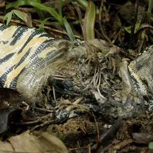 Lizard Died, Nature, Serra do Mar State park Lizard Died, Nature, Serra do Mar State park
