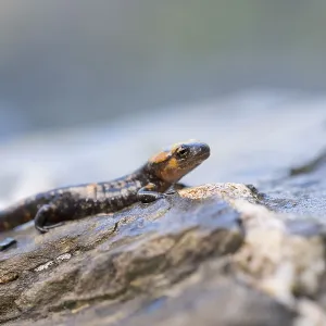A lizard on a stone with detailed texture and earthy colors A lizard on a stone with detailed texture and earthy colors
