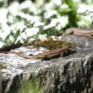 Lizard, Summer, Germany Lizard, Summer, Germany