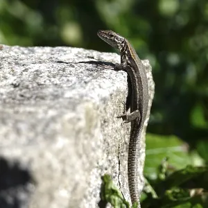 Lizard, Summer, Germany Lizard, Summer, Germany