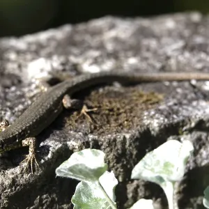 Lizard, Summer, Germany Lizard, Summer, Germany