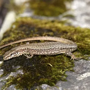 Lizard, Summer, Germany Lizard, Summer, Germany
