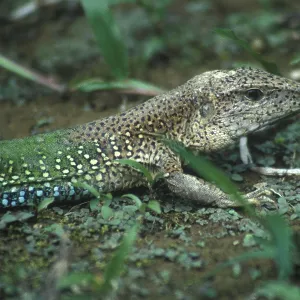 Lizard in Tambopata National Park in the Amazon Basin Lizard in Tambopata National Park in the Amazon Basin