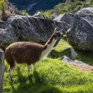 Llama at Machu Picchu Print, Peru