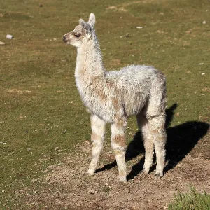 Llama in an oasis in the Atacama Desert in Chile Llama in an oasis in the Atacama Desert in Chile