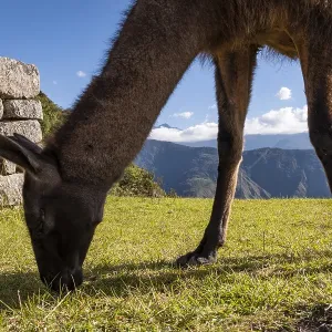 Llama at the ruins of Machu Picchu, Peru Llama at the ruins of Machu Picchu, Peru