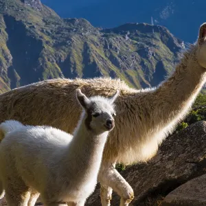 Llamas at the ruins of Machu Picchu, Peru Llamas at the ruins of Machu Picchu, Peru
