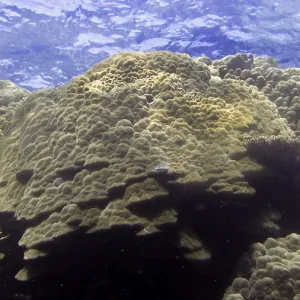 Lobster coral (Porites lobata)