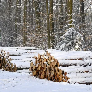 Log store in the winter forest with snow
