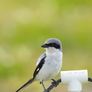 Un Shrike à tête noire perché sur un câble en Floride. Un Shrike à tête noire perché sur un câble en Floride.