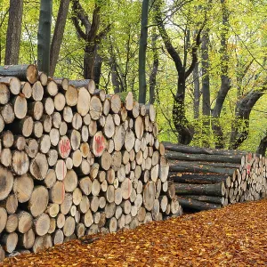 Logging in autumn in the forest