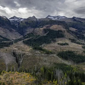 Logging, clearing, clearcut, timber industry