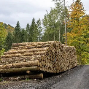 Logging in the Harz Mountains, forest work Logging in the Harz Mountains, forest work