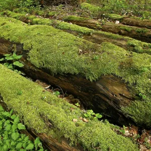 Logs in the forest